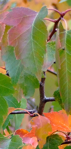 Crataegus tree