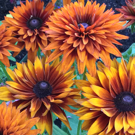 Daisy flowers with red petals tipped in bright yellow and a dark center