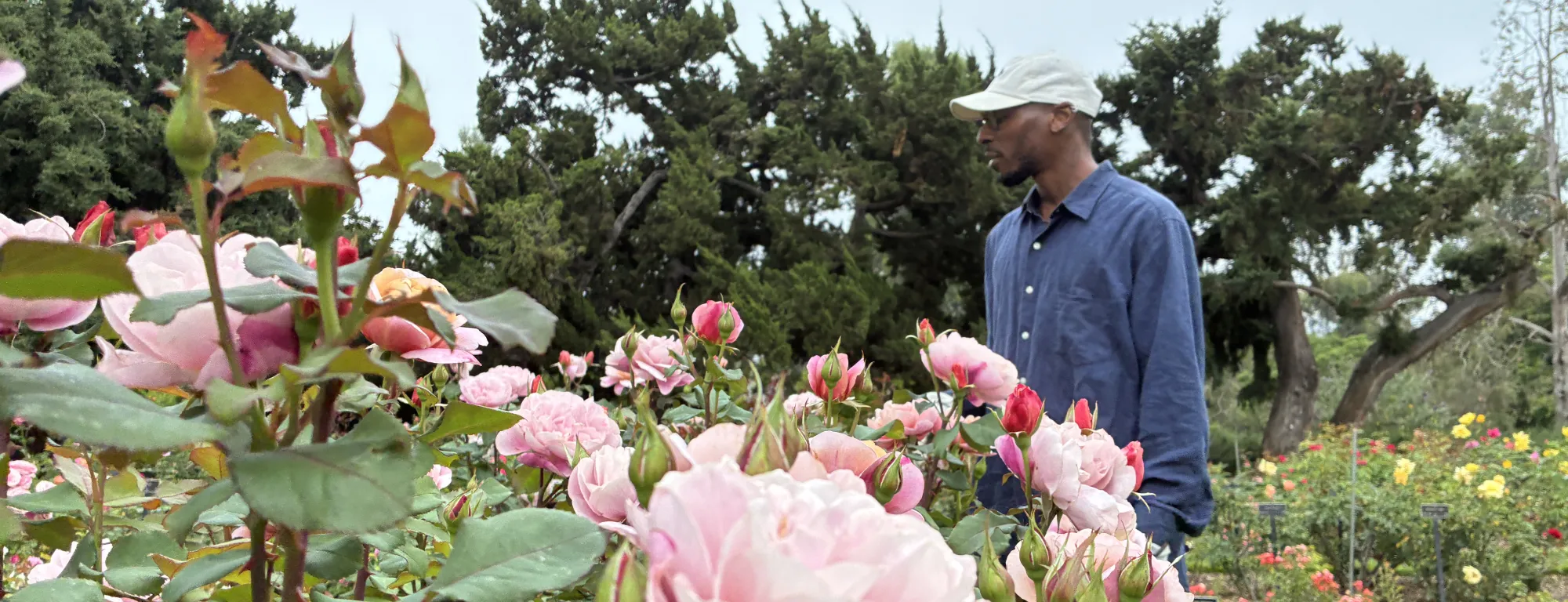A man stands by roses in a garden