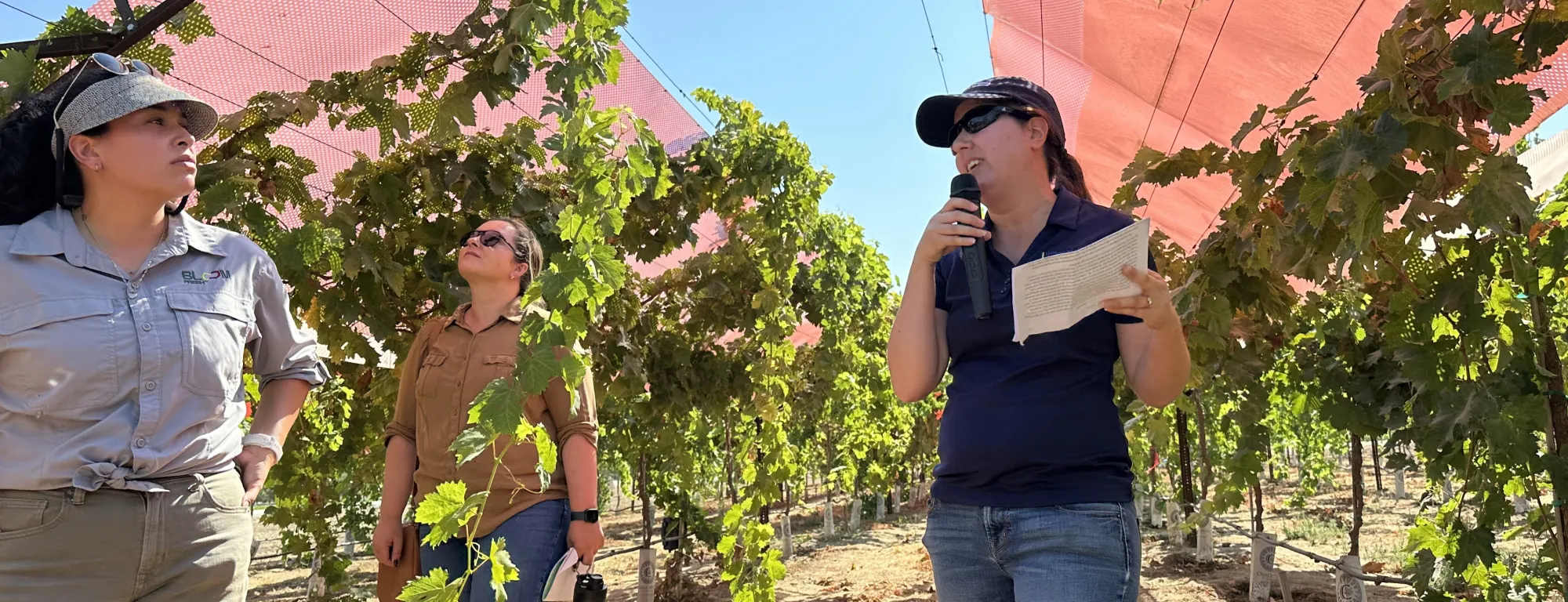 Joy Hollingsworth holds a microphone and stands in a vineyard discussing her research on the red-colored panels attached to the trellises