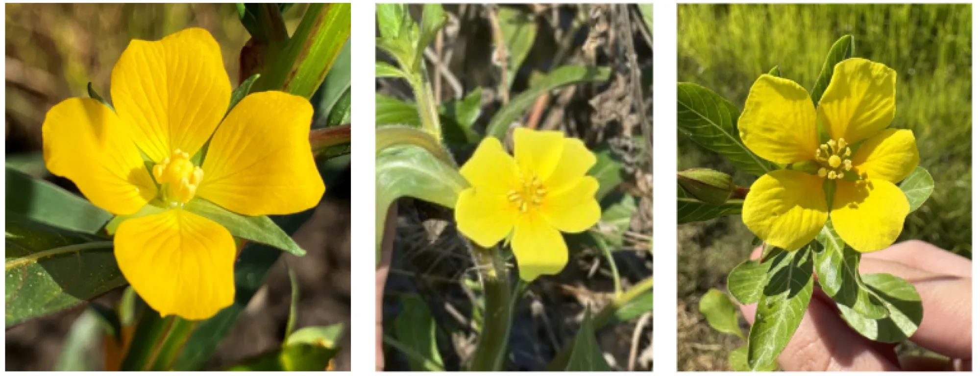3 water primroses
