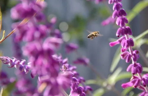 Flight of the honey bee; a worker bee buzzes through sage. (Photo by Kathy Keatley Garvey)