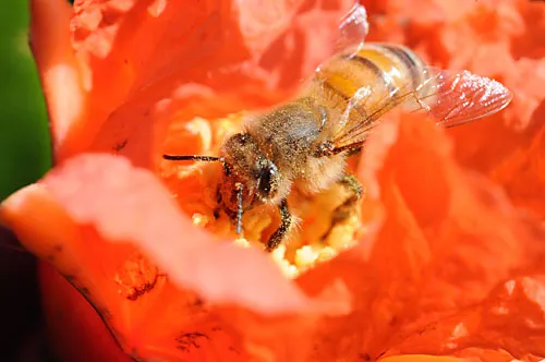 "I came for the nectar but I'm staying for the pollen." (Photo by Kathy Keatley Garvey)