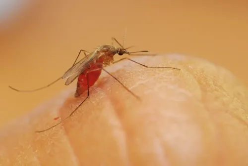 Culex quinquefasciatus, the Southern house mosquito, finishes feeding on non-DEET treated skin. (Photo by Kathy Keatley Garvey)