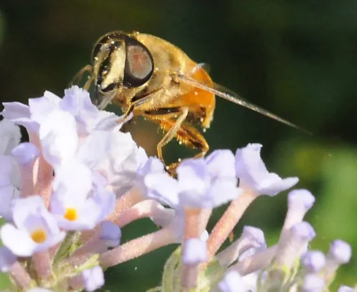 The hover fly, from the syrphid family, works the flowers in the Storer Garden, part of the UC Davis Arboretum. The syphrids, in their larval stage, eat plant-sucking pests or decaying matter, and in their adult stage, they pollinate flowers as they go after the nectar and pollen. (Photo by Kathy Keatley Garvey)