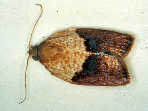 THE BAD--This is the light brown apple moth, a male. The CDFA's William Roltsch will discuss "Biocontrol of Light Brown Apple Moth, a Quarantine Pest in California” at the Northern California Entomology Society meeting on Nov. 6 in Concord. (Photo courtesy of David Williams, principal scientist, Perennial Horticulture, Department of Primary Industries, Victoria, Australia.)