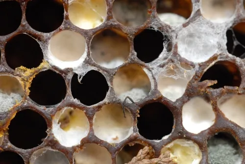 The antenna of a honey bee pokes out of an abandoned hive. Colony collapse disorder? Perhaps. (Photo by Kathy Keatley Garvey)