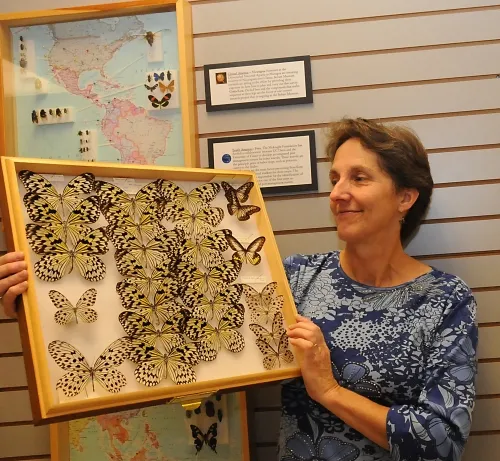 EXOTIC BUTTERFLIES--UC Davis entomologist Lynn Kimsey, director of the Bohart Museum of Entomology and chair of the Department of Entomology, looks over butterflies from southeast Asia. (Photo by Kathy Keatley Garvey)