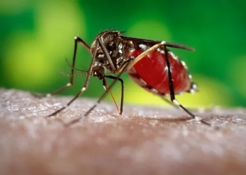 THE CULPRIT--This is the mosquito, Aedes egypti, that transmits dengue. UC Davis entomologist Thomas Scott is a leading authority on the mosquito and the disease. See http://entomology.ucdavis.edu/news/tomscottdengue.html. (Photo by James Gathany, Centers for Disease Control and Prevention)