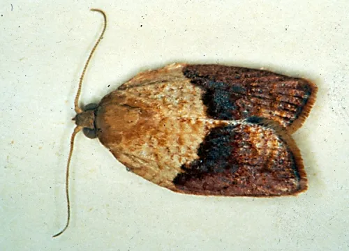 MALE LIGHT BROWN APPLE MOTH--The light brown apple moth is a native of Australia. (Photo courtesy of David Williams, principal scientist, Perennial Horticulture, Department of Primary Industries, Victoria, Australia.)