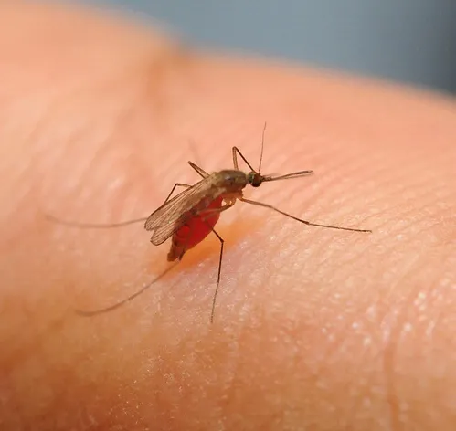 SEEING RED--A blood-fed mosquito on a researcher's arm. (Photo by Kathy Keatley Garvey)