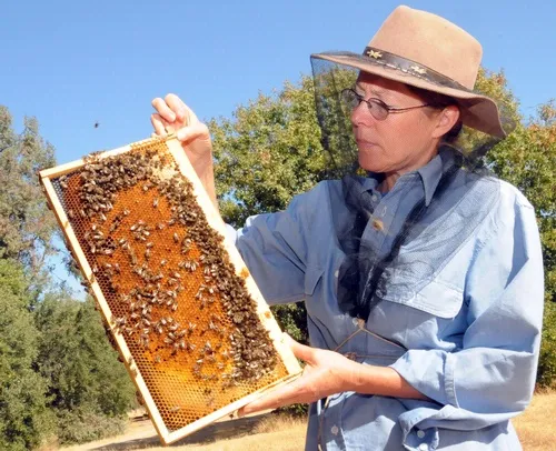 THE BEES--Honey bees are the good insects. Here UC Davis bee breeder-geneticist Susan Cobey looks at a healthy frame of bees. (Photo by Kathy Keatley Garvey)