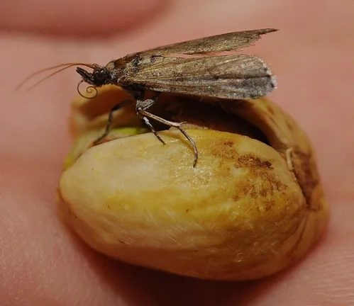 PISTACHIO LOVER--This navel orangeworm showed a preference for pistachios. (Photo by Kathy Keatley Garvey)