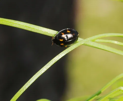 On Blade of Grass