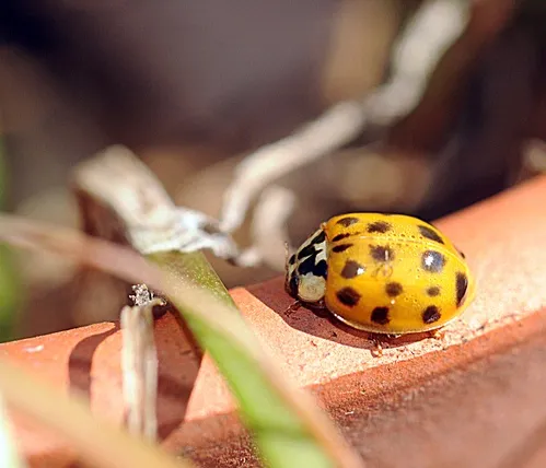 Spotting a Ladybug