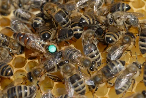 ROB PAGE'S specialized stock of honey bees. The stock is based at the University of California, Davis. (Photo by Kathy Keatley Garvey)