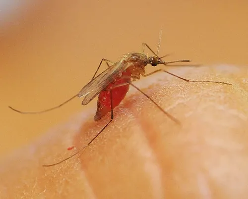 BLOOD-FED MOSQUITO, Culex quinquefasciatus, in the Walter Leal lab, UC Davis Department of Entomology. (Photo by Kathy Keatley Garvey)