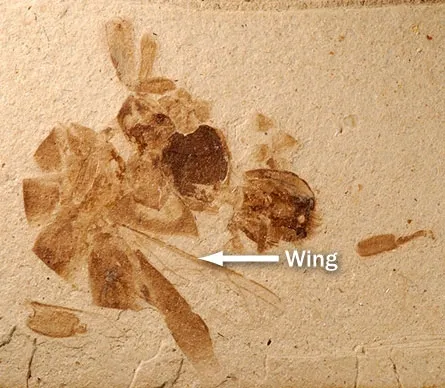 This 14-million-old fossil, unearthed in Nevada, is a honey bee, proving that North America did have a honey bee before colonists brought the European honey bee here in 1622. (Photo courtesy of Michael Engle)