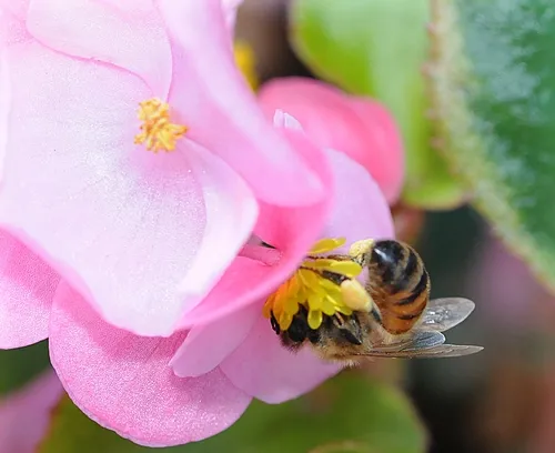 BOTTOMS UP--Honey bee seems to like the begonia. (Photo by Kathy Keatley Garvey)