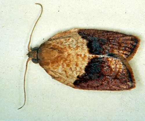MALE--This is the male light brown apple moth, Epiphyas postvittana. (Photo courtesy of David Williams, principal scientist, Perennial Horticulture, Department of Primary Industries, Victoria, Australia.)
