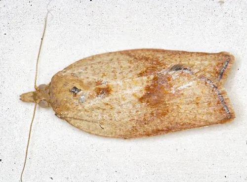 FEMALE--This is the female light brown apple moth, Epiphyas postvittana. (Photo courtesy of David Williams, principal scientist, Perennial Horticulture, Department of Primary Industries, Victoria, Australia.)
