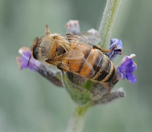 THIS HONEY BEE appears to be resting, but she's not. She has work to do. (Photo by Kathy Keatley Garvey)