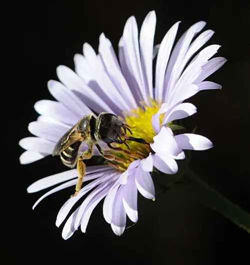NO SWEAT--This is a female sweat bee, Halictus ligatus, in the Storer Garden, UC Davis Arboretum. (Photo by Kathy Keatley Garvey)