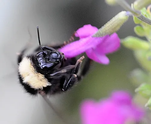CAUGHT IN THE ACT--This bumble bee, Bombus californicus, is nectaring salvia (sage) in the Storer Garden, UC Davis Arboretum. (Photo by Kathy Keatley Garvey)