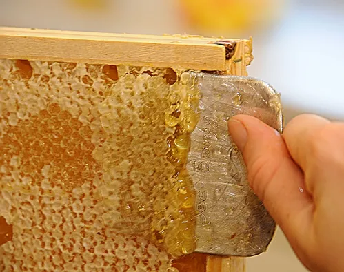 IF YOU LOOK closely, you'll see "Bee Biology" lettered on this uncapping tool. The Harry H. Laidlaw Jr. Honey Bee Research Facility is sometimes referred to as "bee biology." (Photo by Kathy Keatley Garvey)