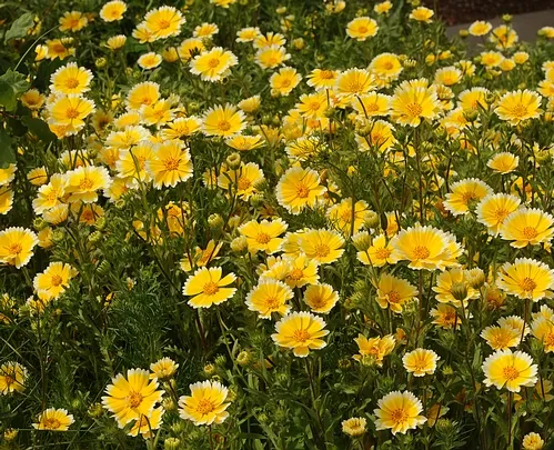 PATCH OF TIDY TIPS, California native wildflower, planted on the UC Davis campus, behind the Laboratory Sciences Building. If you look closely in the patch, you'll see scores of insects, including honey bees, hover flies, mason bees, ladybugs--and assassin bugs. (Photo by Kathy Keatley Garvey)
