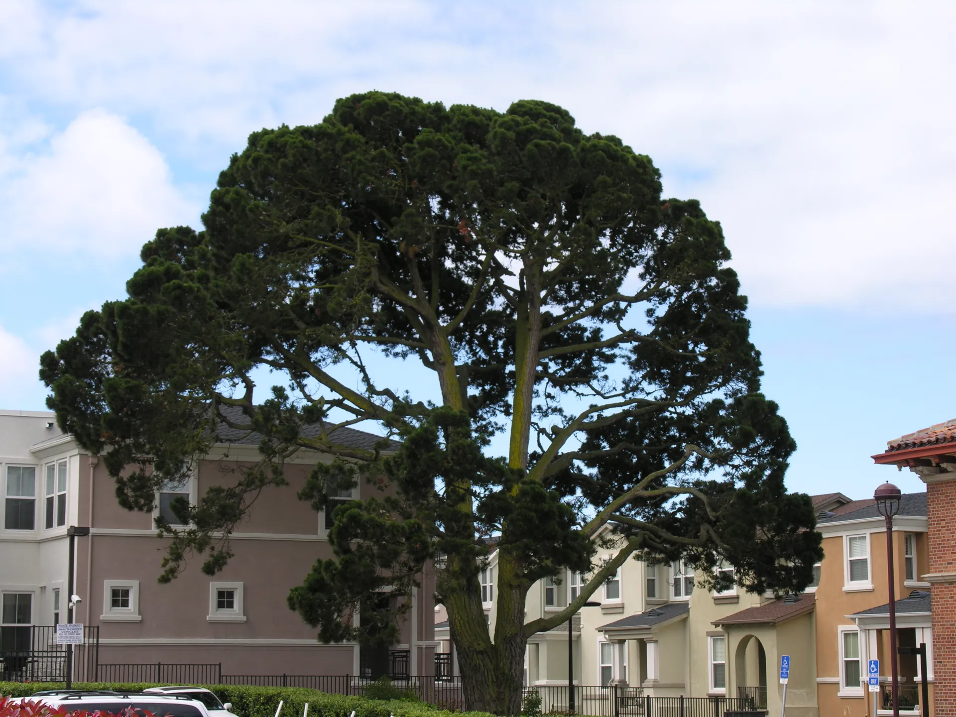 Pinus radiata