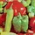 Peppers