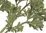 Parsley