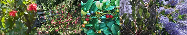 natives_banner