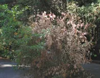 sod tree