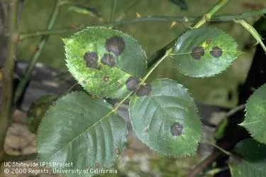 Black spot on roses