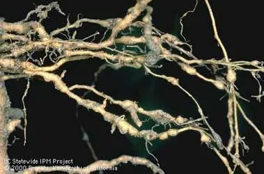 Root knot nematodes