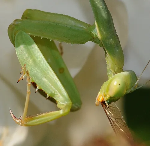 YOU'RE LIKELY to encounter a praying mantis in the Haagen-Dazs Honey Bee Haven. This praying mantis is polishing off a winged critter. (Photo by Kathy Keatley Garvey)