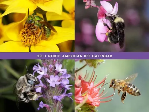 THIS is a preview of the North American Bee Calendar, created by native bee enthusiast Celeste Ets-Hokin of the San Francisco Bay Area. Proceeds benefit the Xerces Society of Invertebrate Conservation and the Great Sunflower Project.