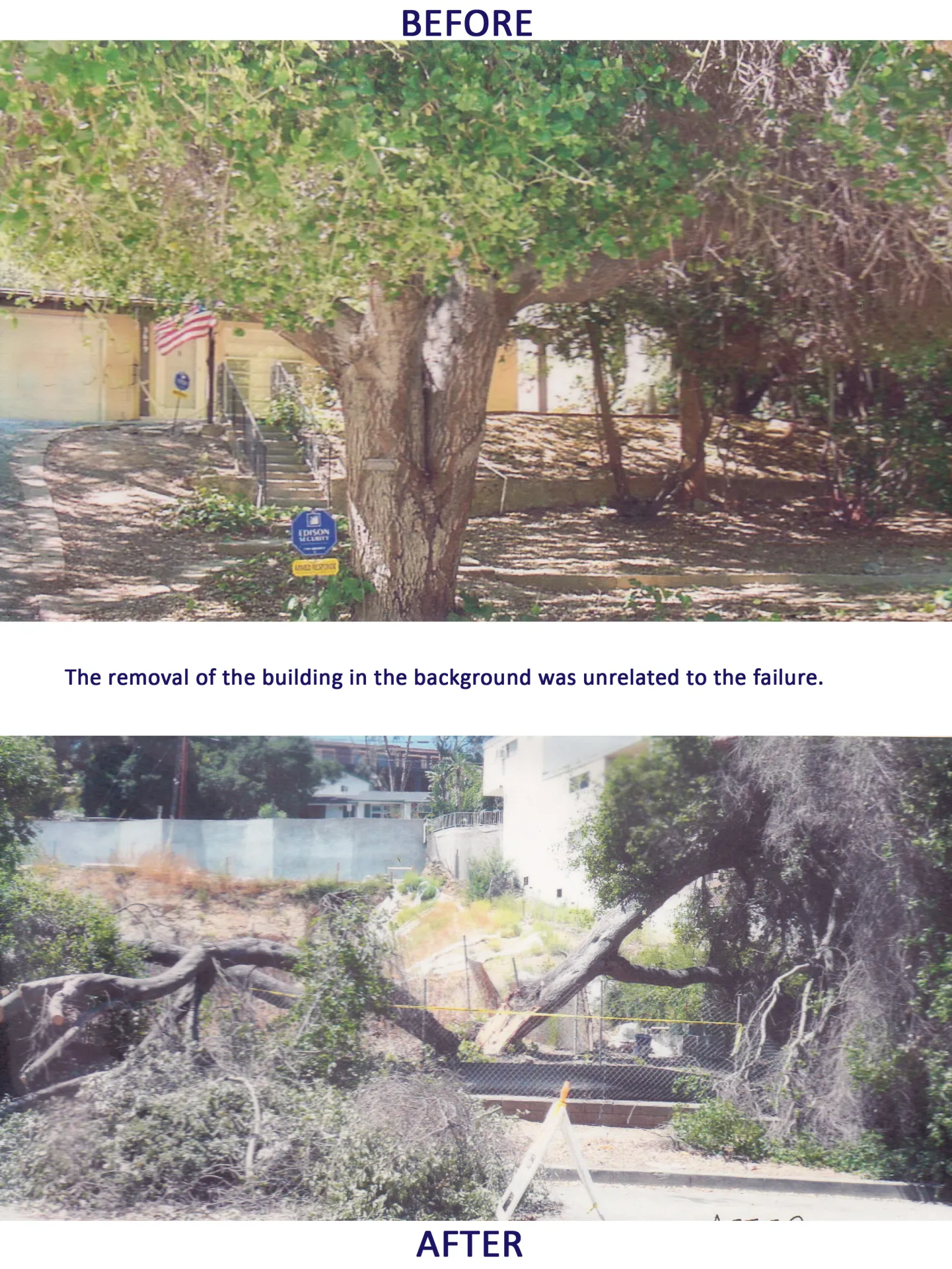 coast live oak codominant trunk failure