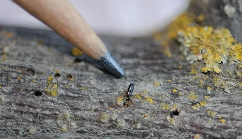 TINY walnut twig beetle, in association with a fungus, is wreaking havoc on black walnut trees. It's found in California, seven western states and now Tennessee. (Photo by Kathy Keatley Garvey)
