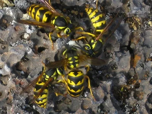 YELLOWJACKETS taking bait. (Photo by Erin Wilson)