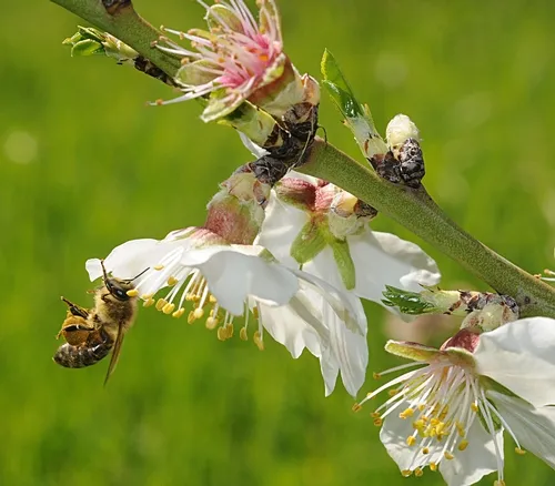 HONEY BEE pollinating an almond tree at the Harry H. Laidlaw Jr. Honey Bee Research Facility, University of California, Davis. (Photo by Kathy Keatley Garvey)