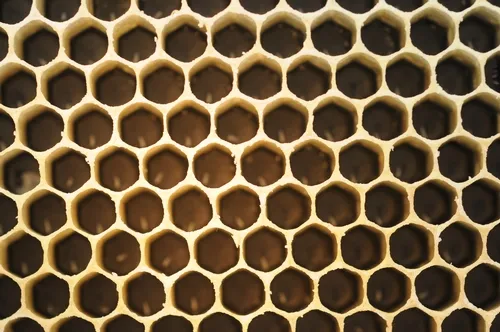 EGGS inside honey bee cells will turn into larvae, which will increase in weight 1000 times during the six days that they feed. (Photo by Kathy Keatley Garvey)