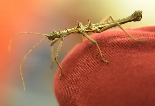 CLOSE-UP of thorny walking stick, a native of Borneo. (Photo by Kathy Keatley Garvey)