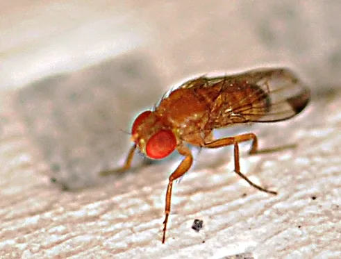 CLOSE-UP of the spotted wing drosophila (Drosophila suzukii). This pest pierces such fruits as cherries and berries and deposits its eggs inside. (Photo by Kathy Keatley Garvey)