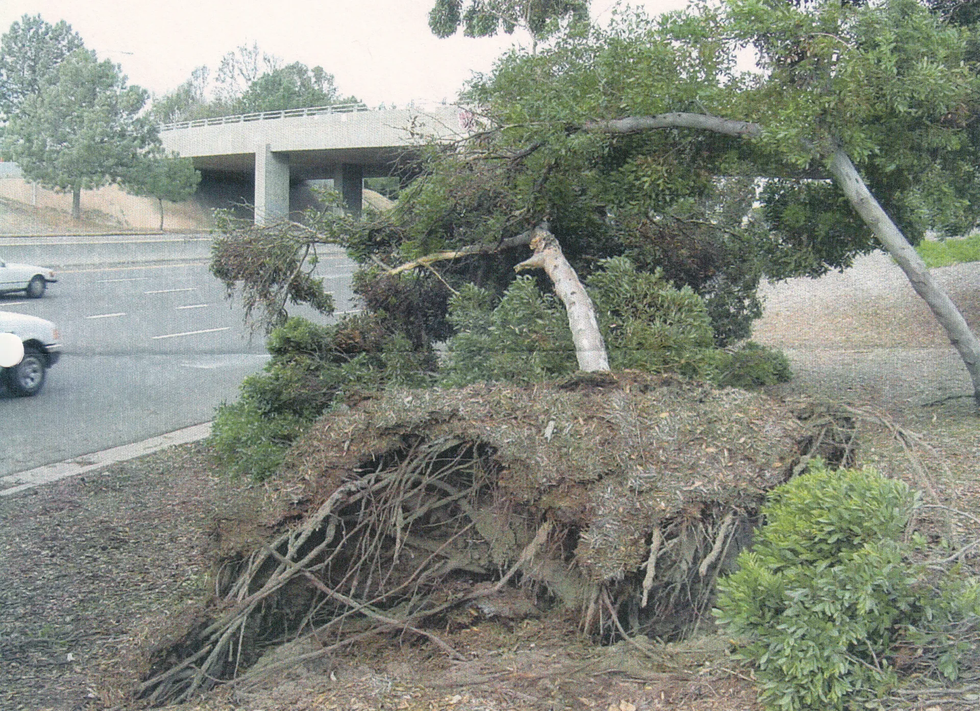 Eucalyptus lehmanii (bushy yate) root failure. There are 6 reports for this species in the database. Photo: R. Loucks