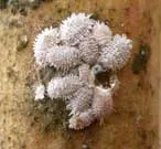 Vine Mealybug