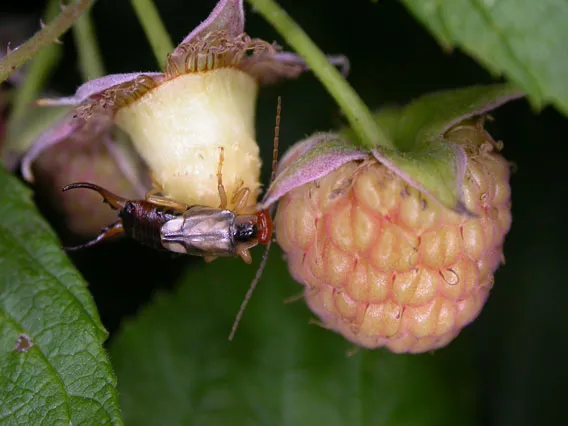 Adult Earwig