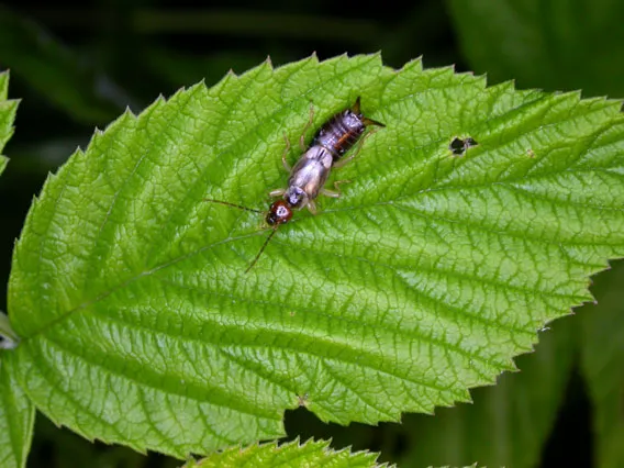 Adult Earwig
